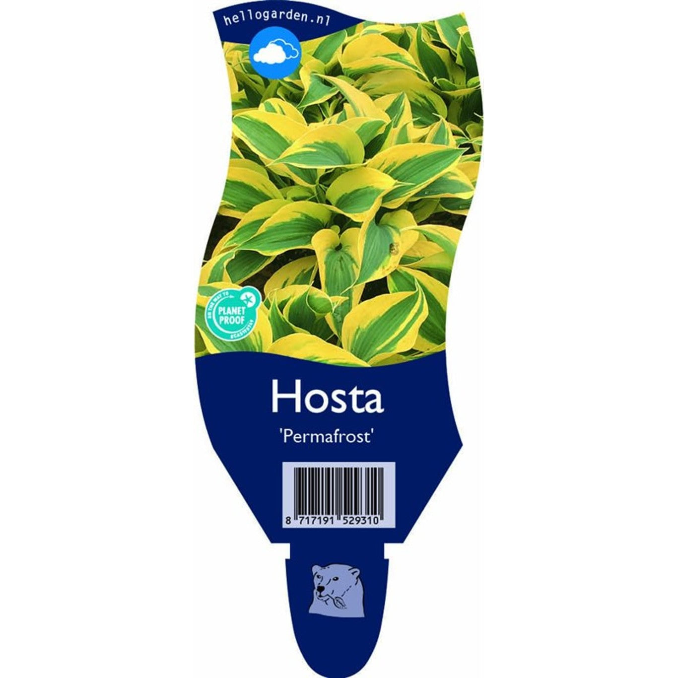 Funkia – Hosta 'Permafrost' - P11